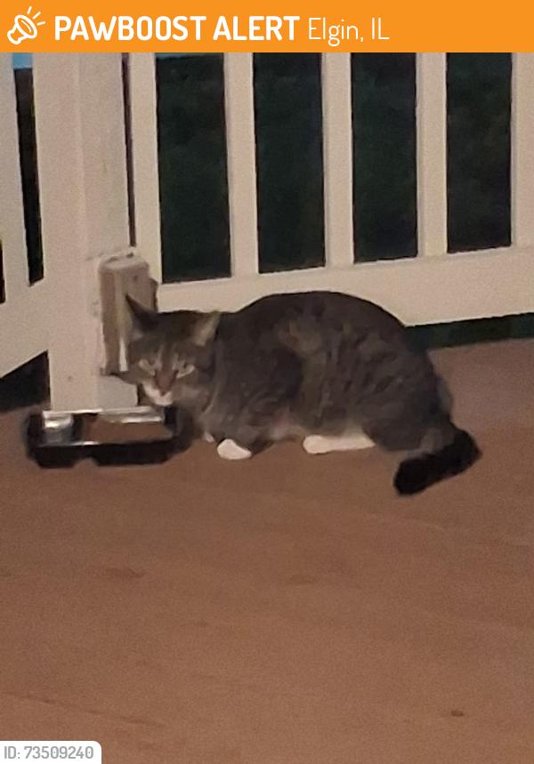 Found/Stray Unknown Cat last seen Apple Hill Court, Elgin, IL 60120