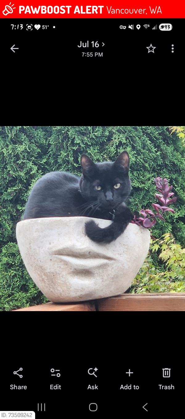 Lost Female Cat last seen Ne 68th st & Ne 63rd st, Vancouver, WA 98661