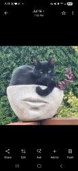 Lost Female Cat last seen Ne 68th st & Ne 63rd st, Vancouver, WA 98661