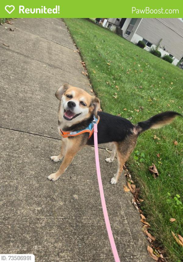 Reunited Female Dog last seen Joyce Ave and Hudson St., Columbus, OH 43219