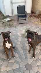 Lost Unknown Dog last seen Ralston and Waterman, San Bernardino, CA 92404