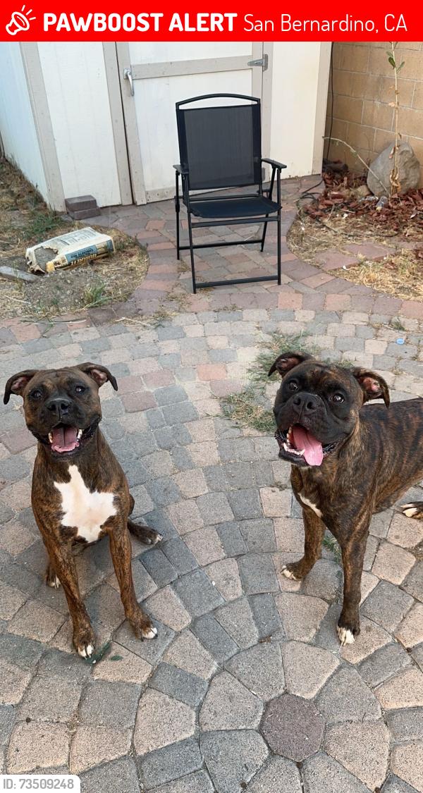 Lost Unknown Dog last seen Ralston and Waterman, San Bernardino, CA 92404