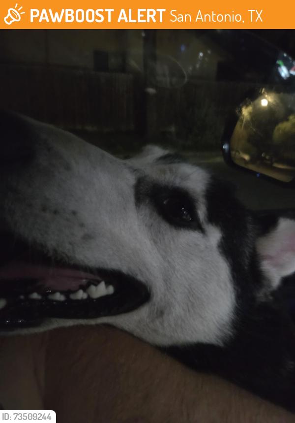 Found/Stray Male Dog last seen Lovetree st and Oakbrier, San Antonio, TX 78232