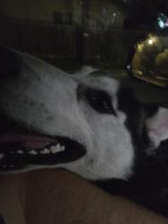 Found/Stray Male Dog last seen Lovetree st and Oakbrier, San Antonio, TX 78232
