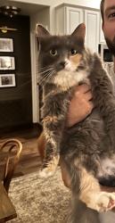Found/Stray Unknown Cat last seen Fox valley, Alabaster, AL 35007