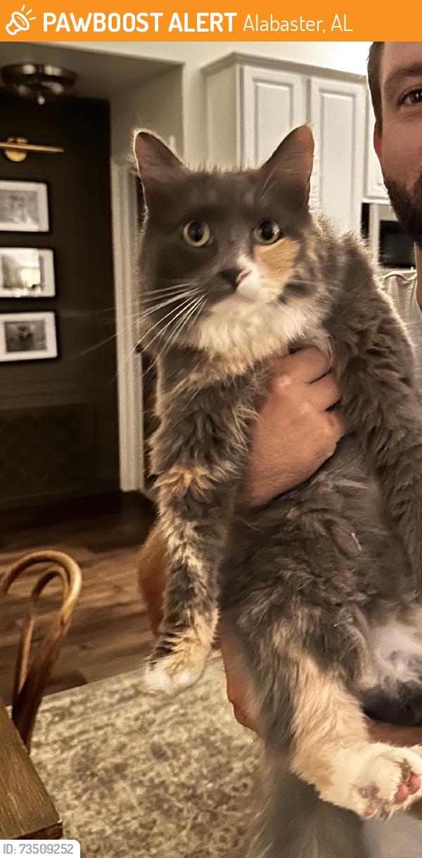 Found/Stray Unknown Cat last seen Fox valley, Alabaster, AL 35007
