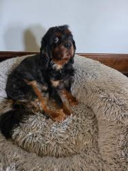 Reunited Male Dog last seen Summit/Clinton, Columbus, OH 43202