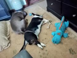 Reunited Male Dog last seen Harrisburg Rd. and Reedy Creek., Charlotte, NC 28215