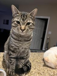 Reunited Male Cat last seen Near Avalon spring ln, Spring, TX 77386