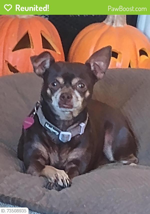 Reunited Female Dog last seen Sapphire and Thoroughbred Rancho Cucamonga, Rancho Cucamonga, CA 91701