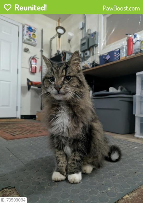 Reunited Unknown Cat last seen Milwaukee Street and Lansing Street, Madison, WI 53714