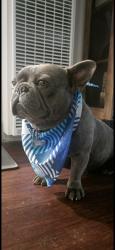 Reunited Male Dog last seen Woodlawn & Muriel, Lynwood, CA 90262