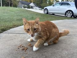 Reunited Unknown Cat last seen Christ Church in Clayton NC, 27520, Clayton, NC 27520