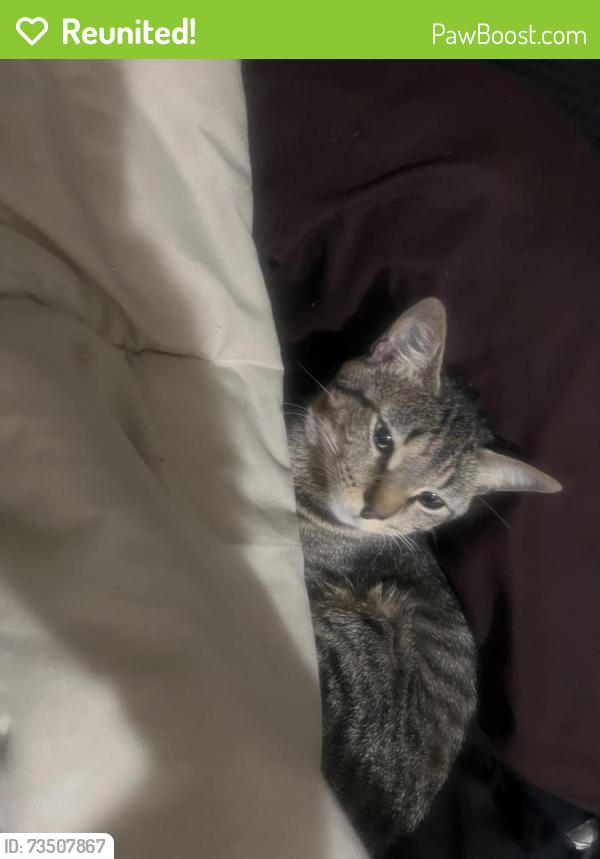 Reunited Male Cat last seen Lamp post and west main st, Norman, OK 73072