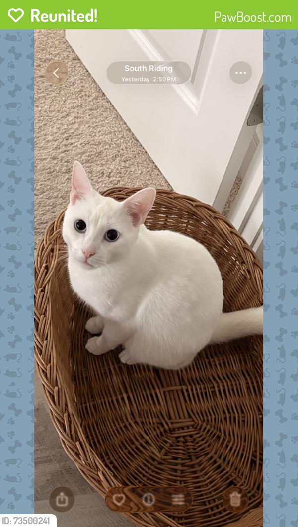 Reunited Male Cat last seen Near Stribling orchard ct, Chantilly, VA 20152