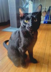 Reunited Male Cat last seen Cottonwood, 101st, Coon Rapids, MN 55433
