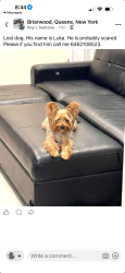 Reunited Male Dog last seen Main st n jewel Avenue, Queens, NY 11367