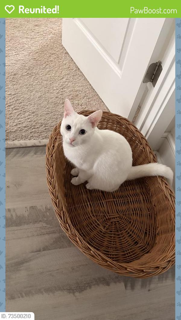Reunited Male Cat last seen Chantilly, Chantilly, VA 20152