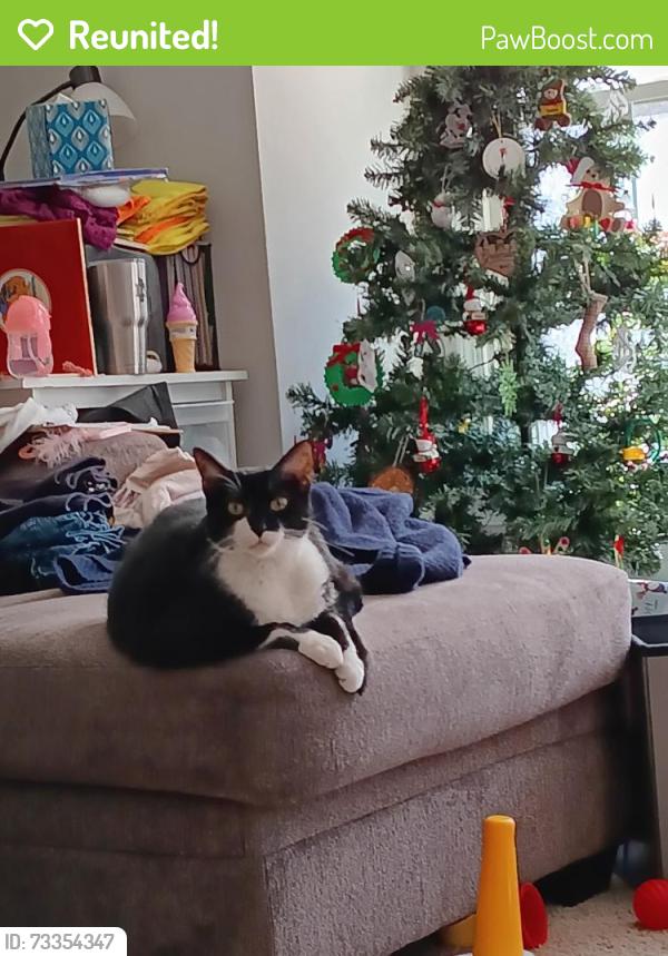 Reunited Male Cat last seen The Avenue apmts, Greensboro, NC 27410