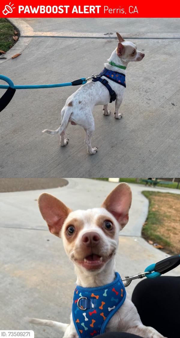 Lost Male Dog last seen Bob Long Park, Perris CA, Perris, CA 92571