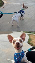 Lost Male Dog last seen Bob Long Park, Perris CA, Perris, CA 92571