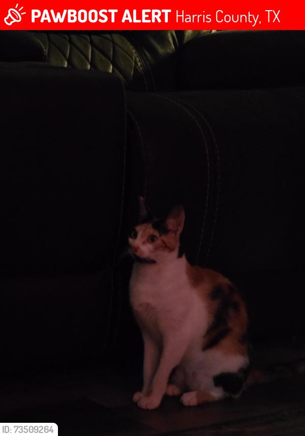 Lost Female Cat last seen Glenwood Dr, Haney Rd, Highlands, Road 1942 going towards garth, Harris County, TX 77532