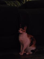 Lost Female Cat last seen Glenwood Dr, Haney Rd, Highlands, Road 1942 going towards garth, Harris County, TX 77532