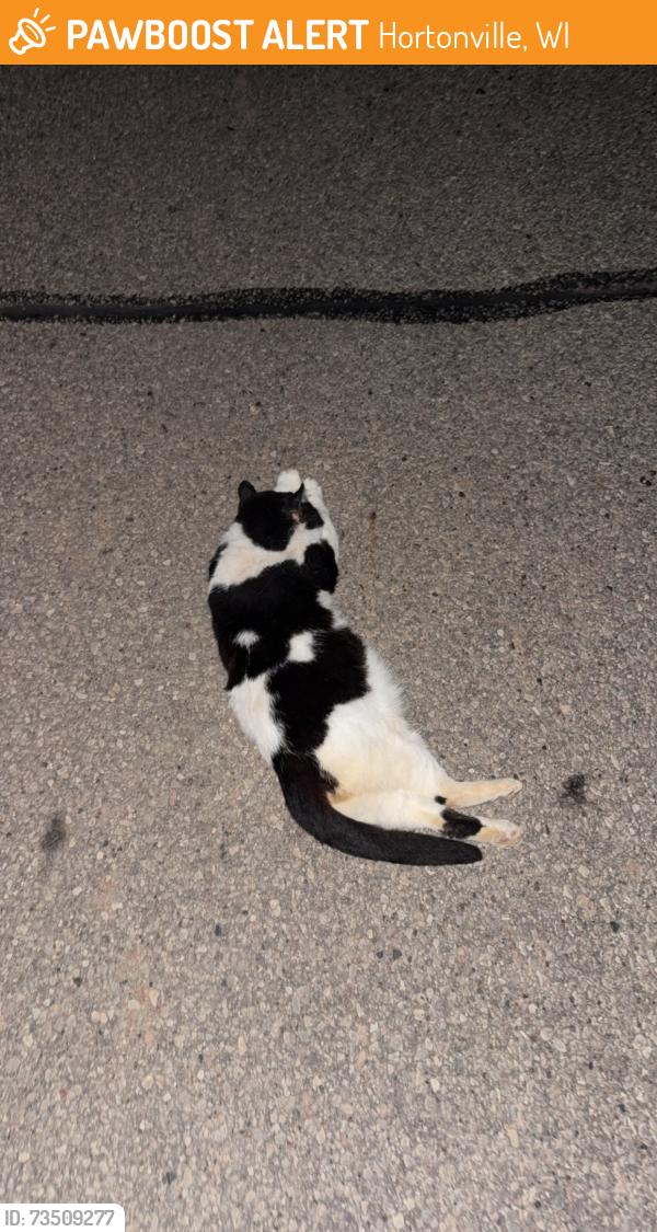 Found/Stray Female Cat last seen Near Grandveiw rD, Hortonville, WI 54944