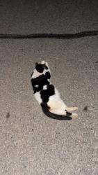 Found/Stray Female Cat last seen Near Grandveiw rD, Hortonville, WI 54944
