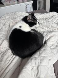 Lost Female Cat last seen compton and mount pleasant, St. Louis, MO 63111