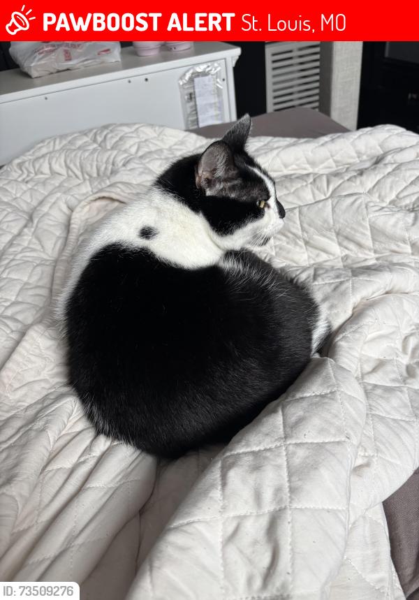 Lost Female Cat last seen compton and mount pleasant, St. Louis, MO 63111