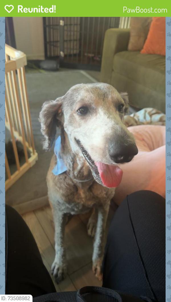 Reunited Male Dog last seen Youngreen and blackstone, Fort Myers, FL 33913