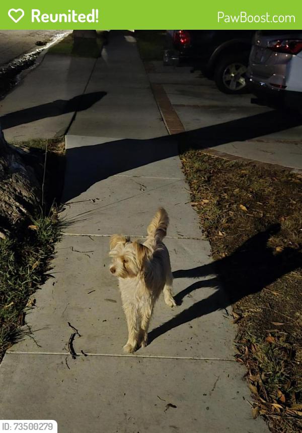 Reunited Unknown Dog last seen Wardlow and Reese ave, Long Beach, CA 90808