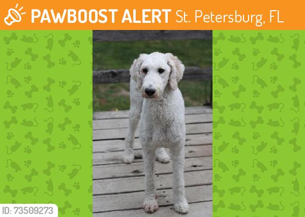 Found/Stray Unknown Dog last seen 10th ave n and 3rd st n, St. Petersburg, FL 33701