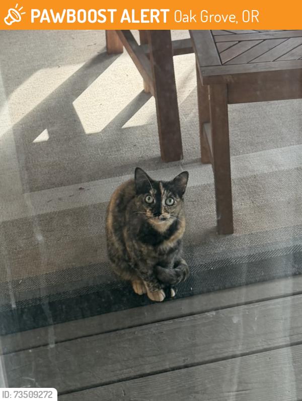Found/Stray Unknown Cat last seen Park Ave & SE 26th Ave, Oak Grove, OR 97222