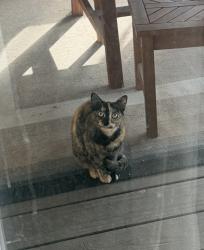 Found/Stray Unknown Cat last seen Park Ave & SE 26th Ave, Oak Grove, OR 97222
