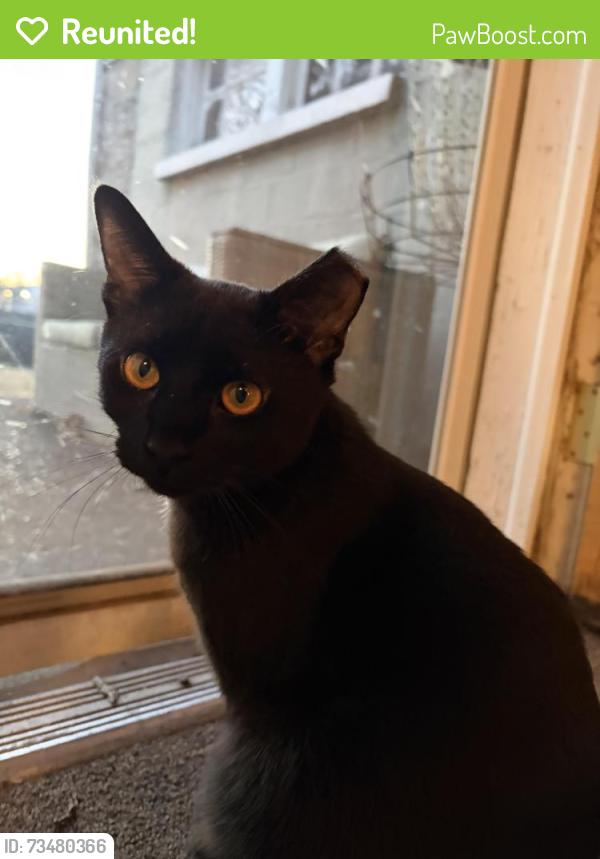 Reunited Female Cat last seen Tennessee State University, Nashville, TN 37208