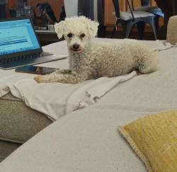 Reunited Female Dog last seen Sequoia springs/ridgemoor rd, Menifee, CA 92584
