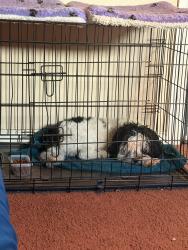 Found/Stray Male Dog last seen Miller Rd/ E Papago Dr, Scottsdale, AZ 85257
