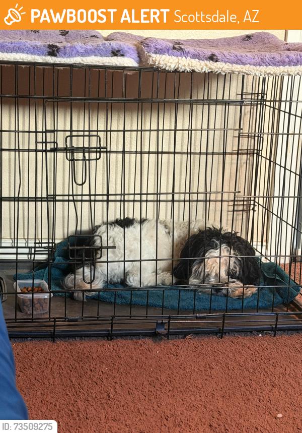 Found/Stray Male Dog last seen Miller Rd/ E Papago Dr, Scottsdale, AZ 85257