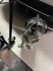 Reunited Unknown Dog last seen Riggin and Akers, Visalia, CA 93291