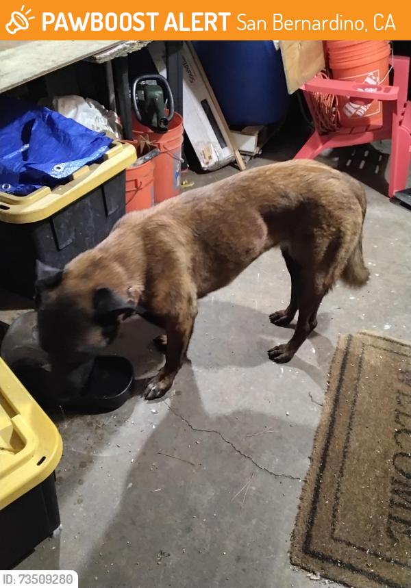 Found/Stray Female Dog last seen Oasis palms st /Pennsylvania Ave, San Bernardino, CA 92411