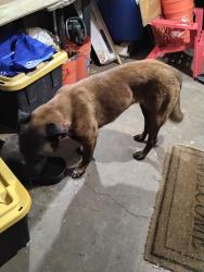 Found/Stray Female Dog last seen Oasis palms st /Pennsylvania Ave, San Bernardino, CA 92411