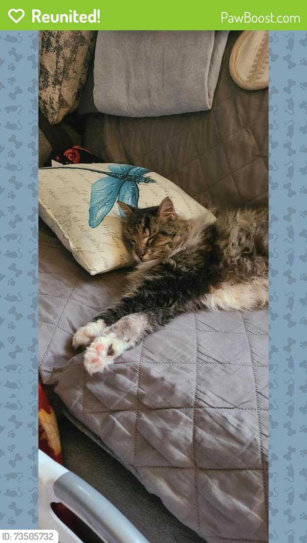Reunited Male Cat last seen Near Walter St, Willoughby, NSW 2068