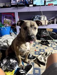 Lost Male Dog last seen Across from Perry's Mill, Walland, TN 37886