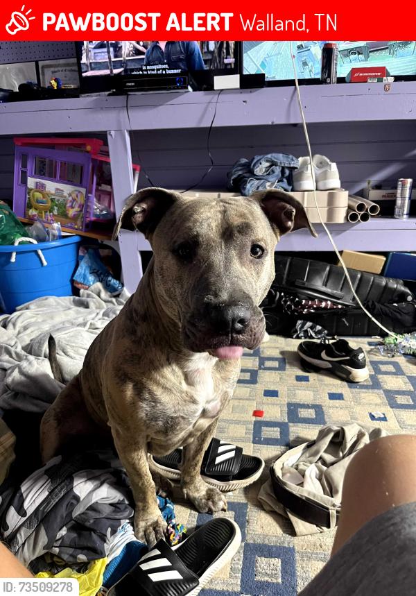 Lost Male Dog last seen Across from Perry's Mill, Walland, TN 37886
