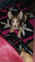 Lost Female Dog last seen Ute and mohawk st, San Antonio, TX 78211