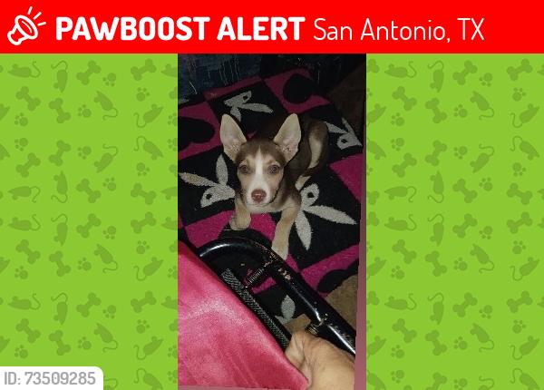 Lost Female Dog last seen Ute and mohawk st, San Antonio, TX 78211