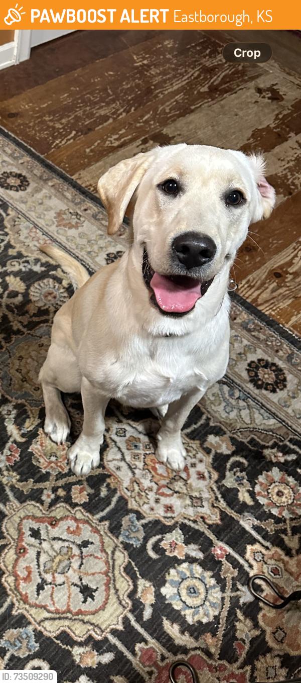 Found/Stray Male Dog last seen Kellogg and woodlawn on the off ramp, Eastborough, KS 67207