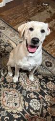 Found/Stray Male Dog last seen Kellogg and woodlawn on the off ramp, Eastborough, KS 67207